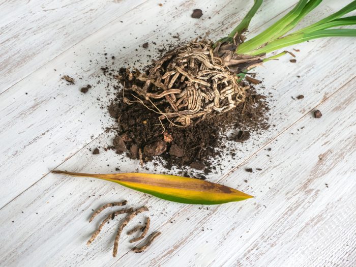 Preventing Root Rot