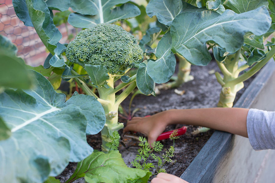 May Gardening in Queensland