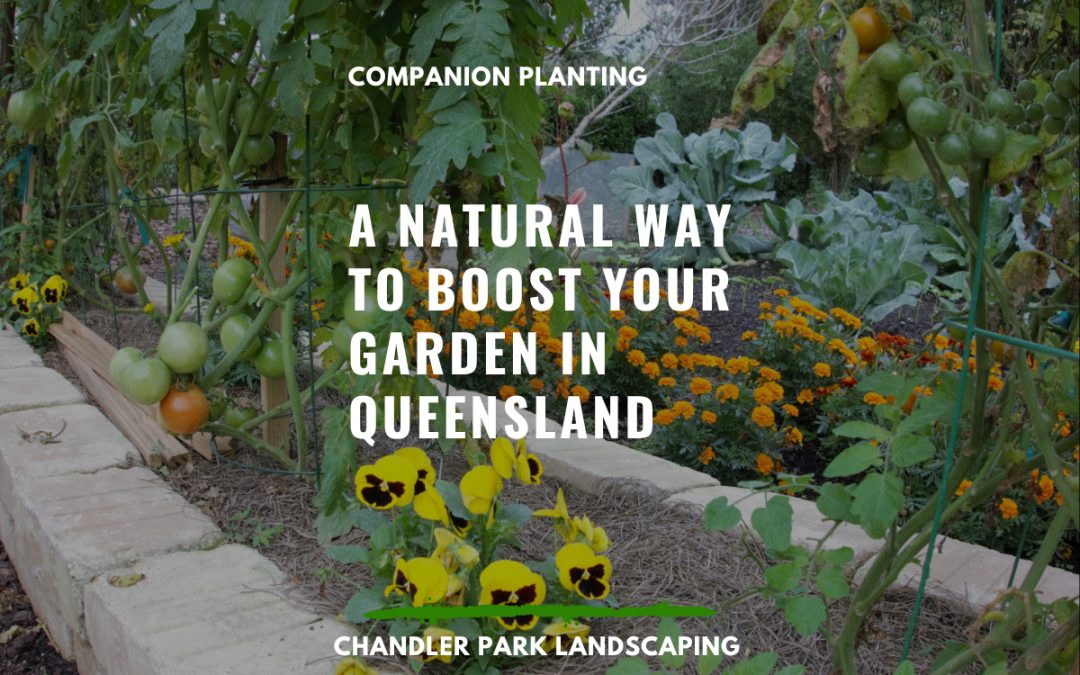 Companion Planting: A Natural Way to Boost Your Garden in Queensland