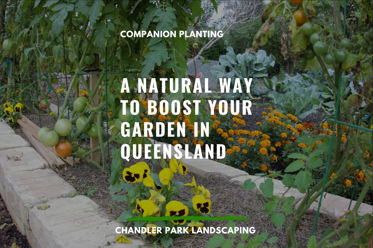Companion Planting, a natural way to boost your garden