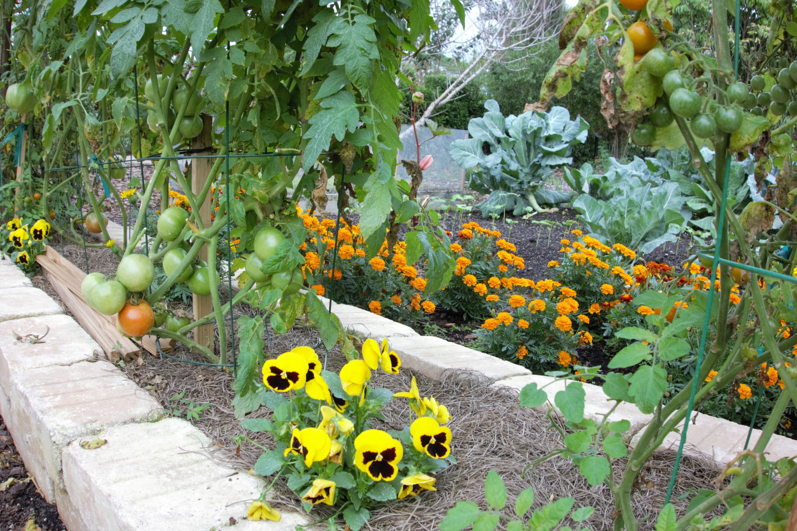 Companion Planting Companion Planting