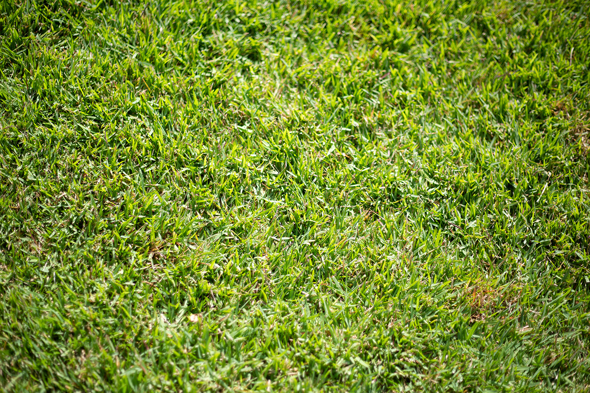 Close-up of Empire Zoysia with soft texture and deep green colour Close-up of Empire Zoysia with soft texture and deep green colour