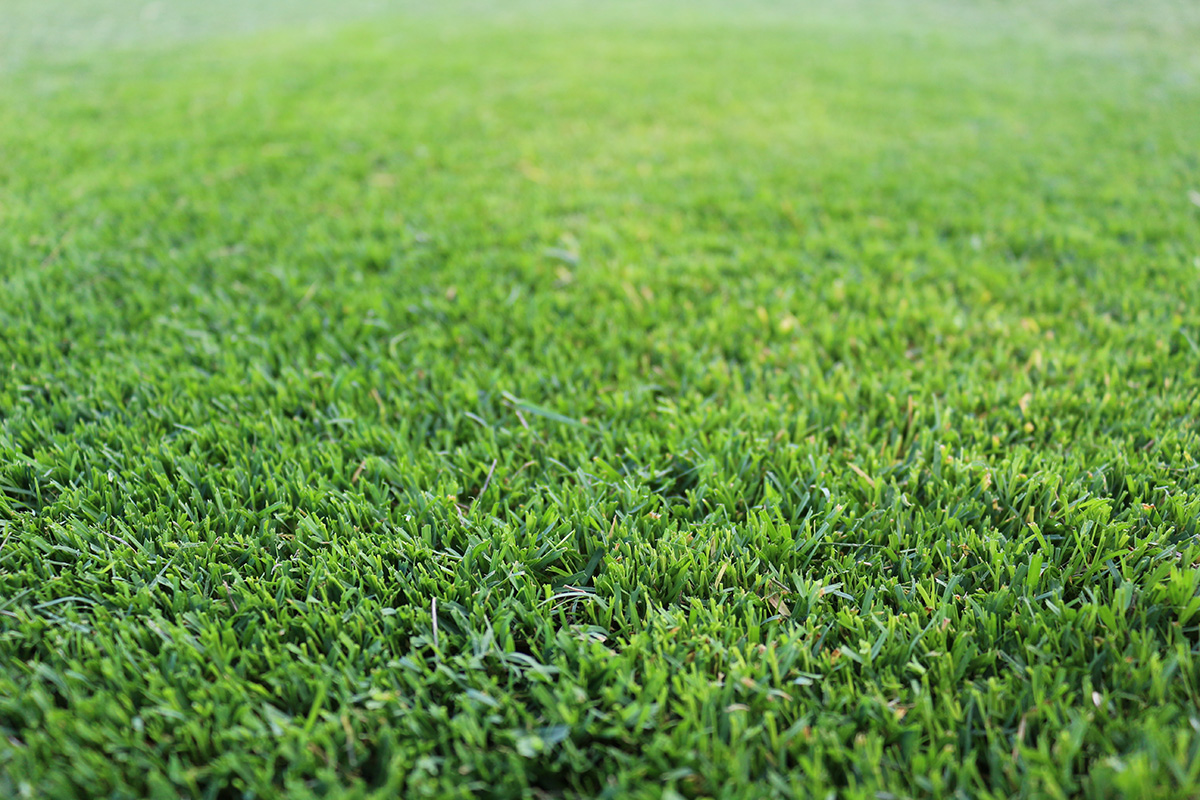 A neat, manicured couch grass lawn. A neat, manicured couch grass lawn.