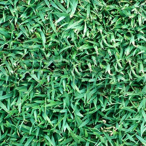Beautiful blue-green couch grass Beautiful blue-green couch grass