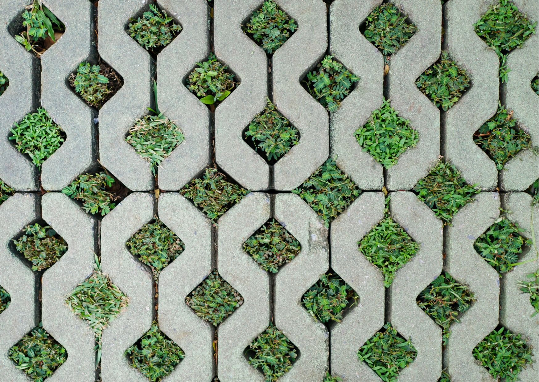 Concrete Pavers Beautiful blue-green couch grass
