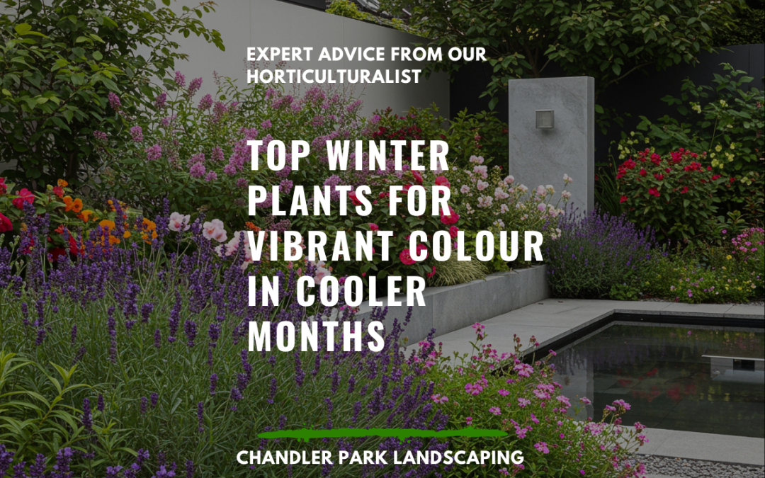 Top Winter Plants for Vibrant Colour in Cooler Months
