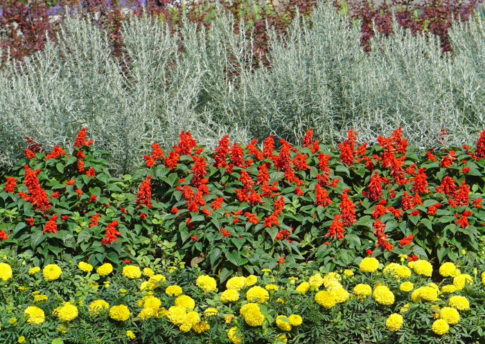 Stock Image 142709392 Layered Planting