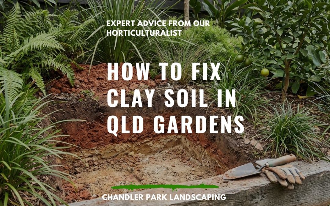 How to Fix Clay Soil in SEQ Gardens