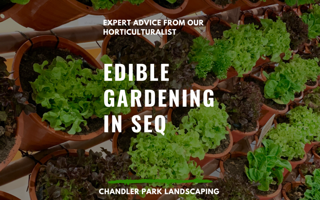 Edible Gardening in SEQ: How to Grow Good Year-Round in Your Brisbane Garden